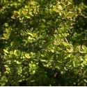 Green Way Borbolya