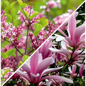 Elegáns Kert Csomag: Orgona & Magnólia