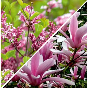 Elegáns Kert Csomag: Orgona & Magnólia
