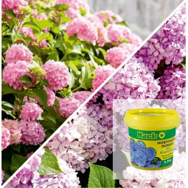Maximális Virágzás Csomag: Bouquet Rose Hortenzia & Különleges Trágys
