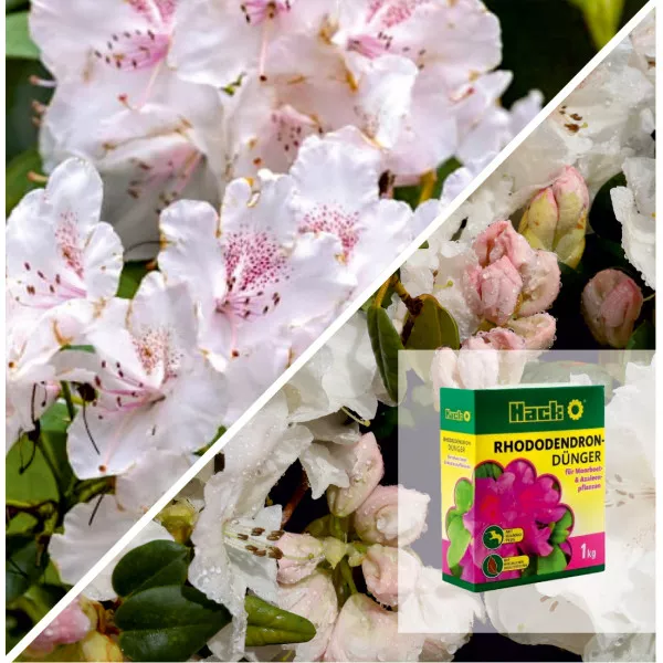 Deluxe Rododendron Csomag: Cream Crest & Különleges Trágya