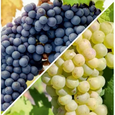 Duo Pinot Csomag: Noir & Blanc