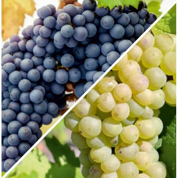 Duo Pinot Csomag: Noir & Blanc