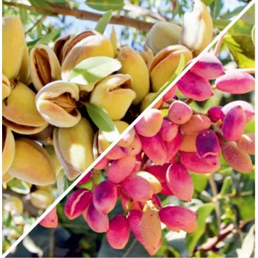 Mediterrán Aroma Csomag: Mandula & Akklimatizált Pisztácia