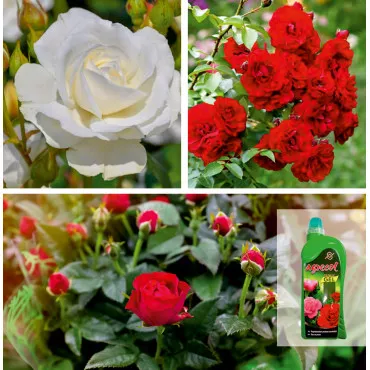 Harmónia Csomag: Floribunda Rózsák & Gél Trágya