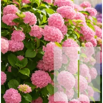 Kerti hortenzia Bouquet Rose és AquaStick SUStee, L méret, zöld - Csomag
