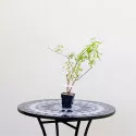 Nyáriorgona Nanho Blue