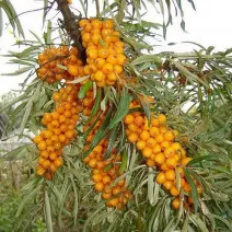 Öntermékeny Homoktövis Friesdorfer Orange