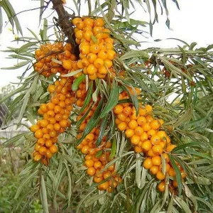Öntermékeny Homoktövis Friesdorfer Orange