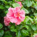 Kerti mályvacserje Sanchoyo'(Hibiscus syriacus)
