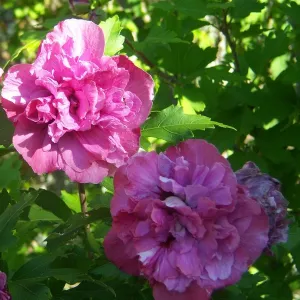 Kerti mályvacserje Sanchoyo'(Hibiscus syriacus)