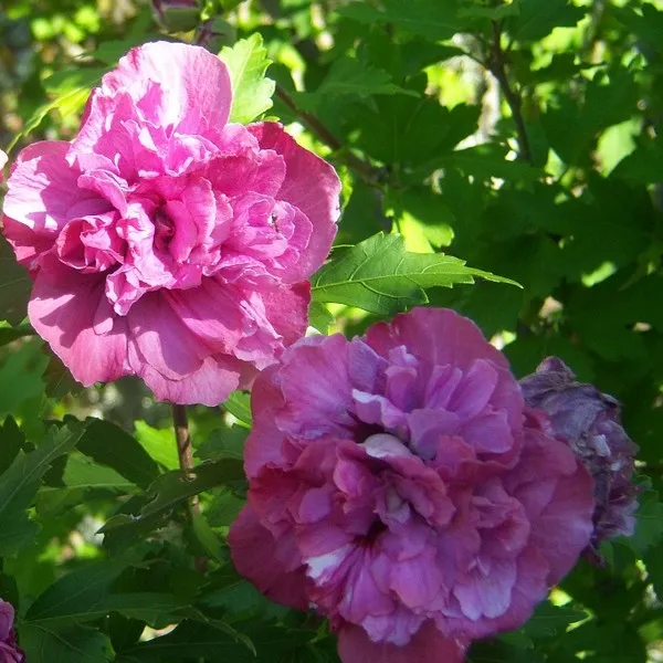 Kerti mályvacserje Sanchoyo'(Hibiscus syriacus)