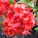 Rododendron Doloroso