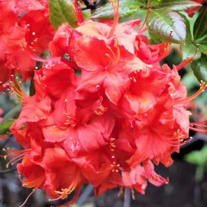 Rododendron Doloroso