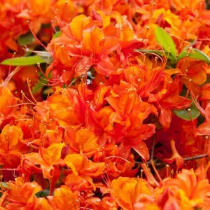 Rododendron Hotspur Red