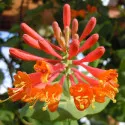Lonc Dropmore Scarlet