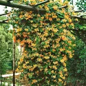 Lonc Dropmore Scarlet