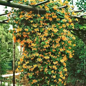 Lonc Dropmore Scarlet