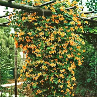 Lonc Dropmore Scarlet