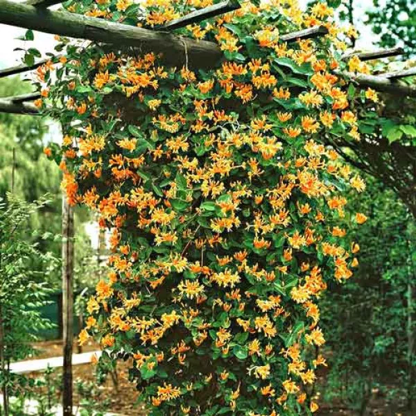 Lonc Dropmore Scarlet