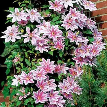Iszalag (Clematis) Nelly Moser