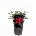 Nera Reka ® Floribunda Rózsa cserépben 3L