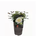 Pearl Vaza ® Floribunda Rózsa cserépben 3L
