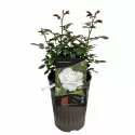 Kristall Perle ®  Floribunda Rózsa cserépben 3L