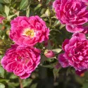 Graciously Pink ® Törpe rózsa cserépben 3L