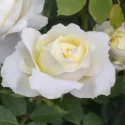 Kronprinsesse Mary ® Floribunda Rózsa cserépben 3L