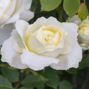 Kronprinsesse Mary ® Floribunda Rózsa cserépben 3L