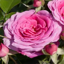 Berleburg ® Floribunda Rózsa cserépben 3L