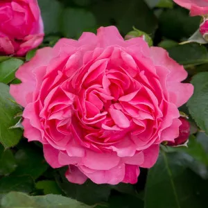 Leonardo da Vinci ® Floribunda Rózsa cserépben 3L
