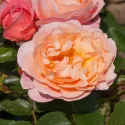 Marie Curie ® Floribunda Rózsa cserépben 3L