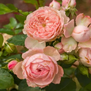 Pink Meilove ® Floribunda Rózsa cserépben 3L
