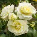 White Meilove ® Floribunda Rózsa cserépben 3L