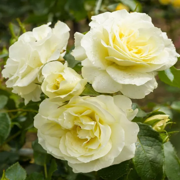White Meilove ® Floribunda Rózsa cserépben 3L