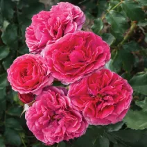 Dolce ® Floribunda Rózsa cserépben 3L
