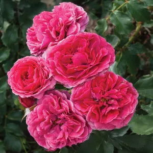 Dolce ® Floribunda Rózsa cserépben 3L