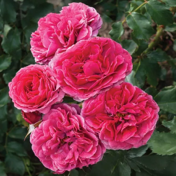 Dolce ® Floribunda Rózsa cserépben 3L