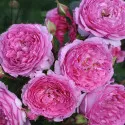 Renée van Wegberg ® Floribunda Rózsa cserépben 3L