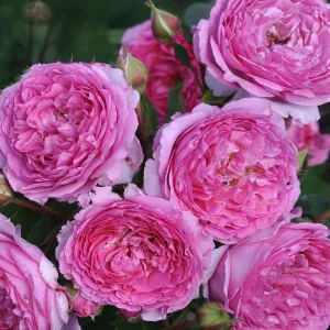 Renée van Wegberg ® Floribunda Rózsa cserépben 3L