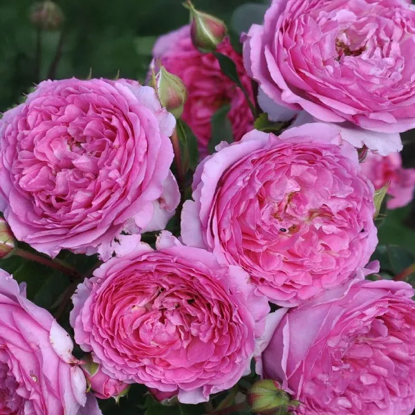 Renée van Wegberg ® Floribunda Rózsa cserépben 3L