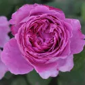 Adore Aroma ® Floribunda Rózsa cserépben 3L