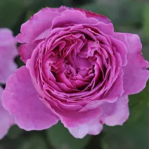 Adore Aroma ® Floribunda Rózsa cserépben 3L