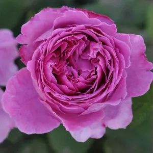 Adore Aroma ® Floribunda Rózsa cserépben 3L