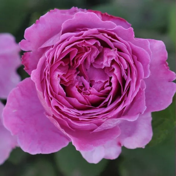 Adore Aroma ® Floribunda Rózsa cserépben 3L