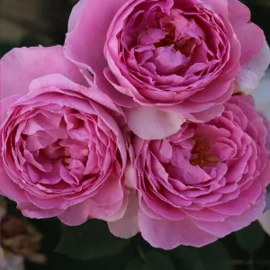 Magic Aroma ® Floribunda Rózsa cserépben 3L