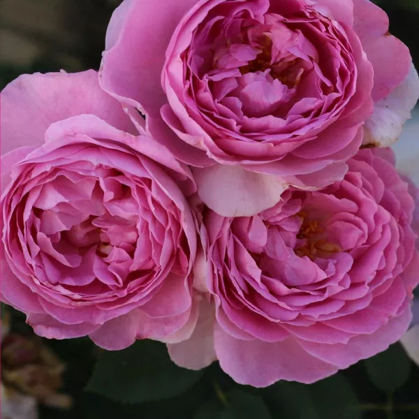 Magic Aroma ® Floribunda Rózsa cserépben 3L