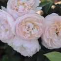 Natural Aroma ® Floribunda Rózsa cserépben 3L